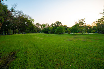 Green park sunset colorful sky silhouette tree
