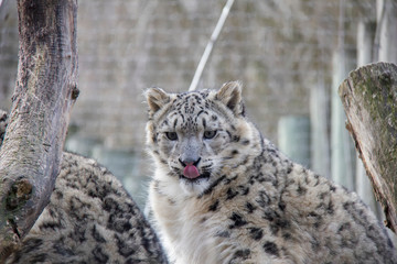 Snow leopard cub.