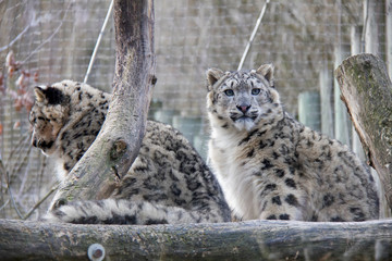 Snow leopard cubs.