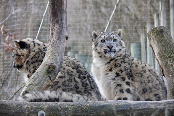 Snow leopards. 