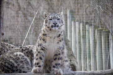 Snow leopard cub.