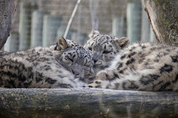 Sleeping snow leopard cubs.