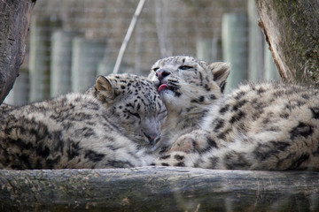 Naklejka premium Snow leopard cubs. Siblings love.