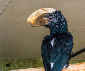 closeup of a silvery cheeked hornbill sitting on a branch in the aviary, tropical bird from africa © Charlotte B