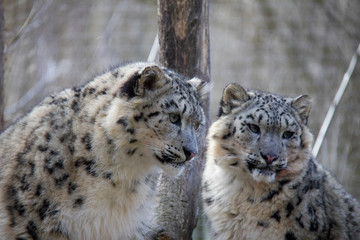 Fototapeta na wymiar Snow leopard cubs. 