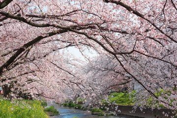 五条川を挟んで両岸に咲くソメイヨシノの桜と青空