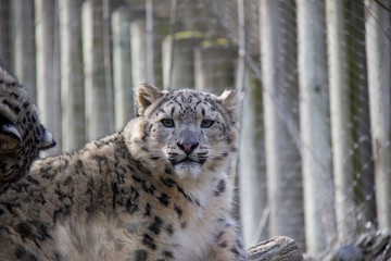 Naklejka na ściany i meble Young snow leopard. 
