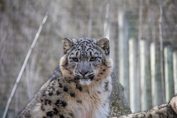 Young snow leopard. 