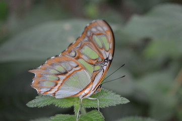 Malachitfalter (Siproeta stelenes) mit gefalteten Flügeln