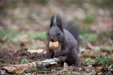 Naklejka na ściany i meble Black squirrel with a nut. Czech Republic