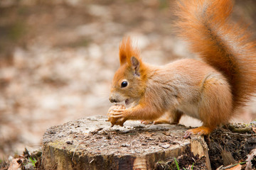Red squirrel on a stump. Czech Republic