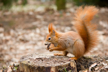 Naklejka na ściany i meble Red squirrel on a stump. Czech Republic
