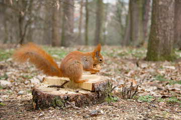 Red squirrel in forest. Czech Republic