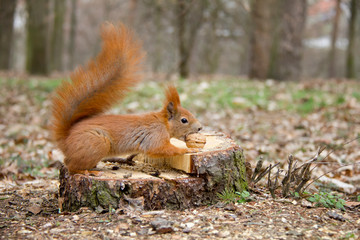 Naklejka na ściany i meble Red squirrel in forest. Czech Republic
