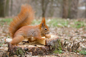 Naklejka na ściany i meble Red squirrel in forest. Czech Republic