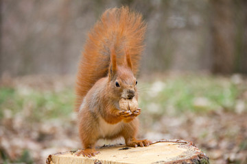 Red squirrel with a nut in forest. Czech Republic