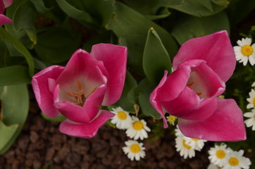 Fototapeta premium tulips in the garden