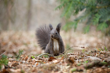 Black squirrel posing in forest. Czech Republic