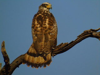 Crested Serpent Eagle 