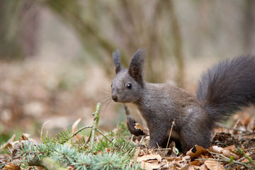 Naklejka na ściany i meble Black squirrel in forest. Czech Republic