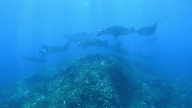 Giant school of Manta Rays in Nusa Penida island. Underwater video. Bali, Indonesia.