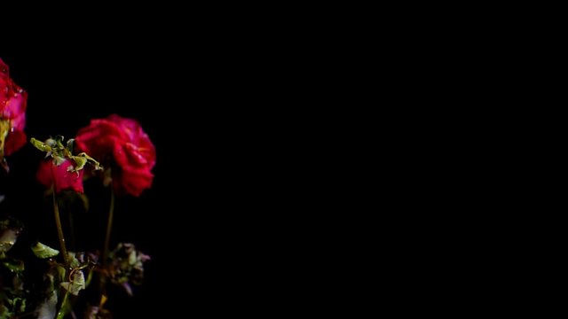 Bouquet of dried roses slowly passes by the camera on a black background.1920X1080 Full Hd.