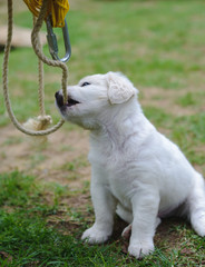 Young white dog biting rope in a park.