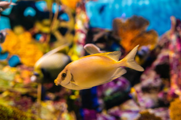 Colorful coral reef with sea fish