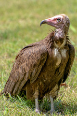 Lappet-faced vulture (Torgos tracheliotus) ,Gambia - West Africa 