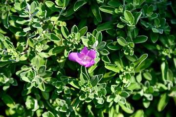 Close-up tropical green plants in the Philippines