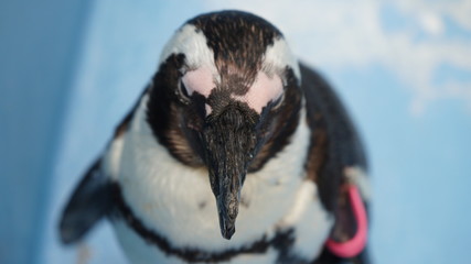 ケープペンギン
