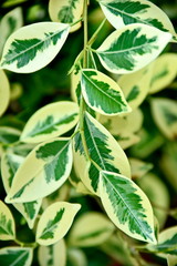 Close-up tropical green plants in the Philippines