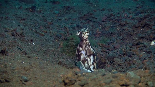 Mimic octopus in a hole. Underwater video. Tulamben, Bali, Indonesia.