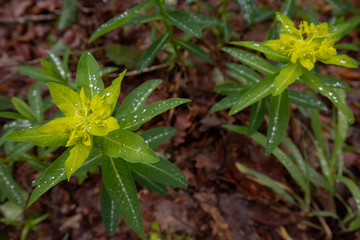 Green leaves with water droplets,Closeup