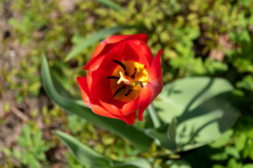 A lonely red Tulip. Soft focus. Close up.