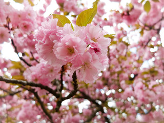 Fototapeta na wymiar blooming branch with pink flowers in spring close up