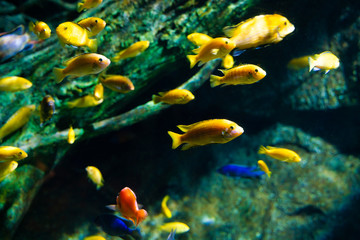 Naklejka na ściany i meble Colorful coral reef with sea fish