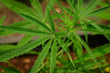 Fototapeta na wymiar Cultivation of marijuana (Cannabis sativa), flowering cannabis plant as a legal medicinal drug,