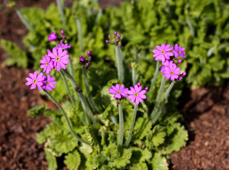 beautiful flowers in nature in the botanical garden