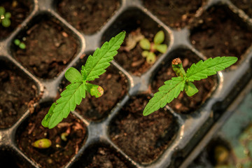 marijuana growing from seed,Young plant shot