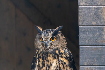 Imposanter Uhu im Portrait schaut skeptisch mit leuchtend-orangen Augen und Federbüschelohren