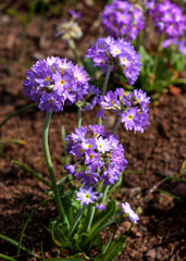 beautiful flowers in nature in the botanical garden