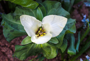 beautiful flowers in nature in the botanical garden