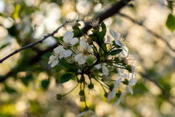 Cherry blossoms in the spring sunshine