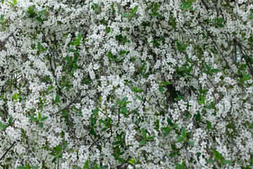 Сherry blossoms in the spring garden
