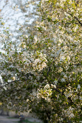 Cherry blossoms in the spring sunshine