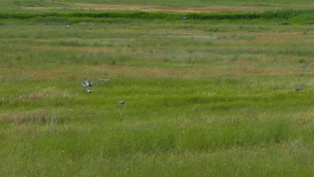 a flock of birds sinks into high grass