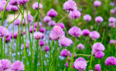 A pink flowers of chives, Allium schoenoprasum