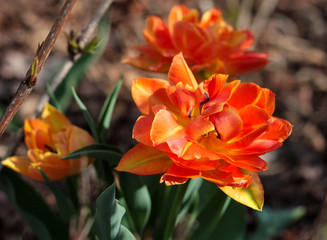 beautiful flowers in nature in the botanical garden
