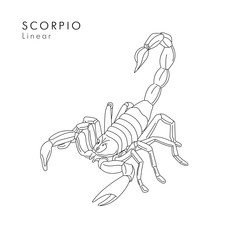 Scorpion linear illustration or tattoo sketch hand drawn